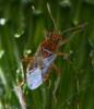 Rhopalus parumpunctatus